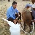 شیردوش دستی گوسفندی تلمبه ای بدون نیاز به برق
