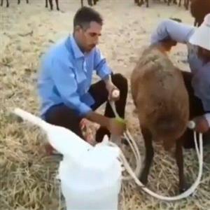 شیردوش دستی گوسفندی تلمبه ای بدون نیاز به برق