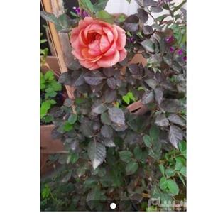 نهال رز رونده نارنجی