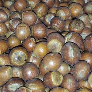 فندق تازه امسال با پوست درشت و مقوی کاملا سالم و ارگانیک  در بسته بندی نیم و یک کیلویی آماده ارسال