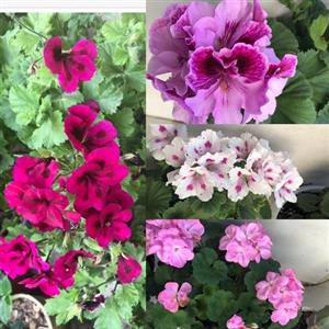 بوته گل شمعدانی اژدر