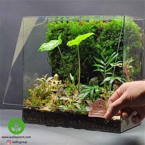 تراریوم گیاه طبیعی مدل نارنیا