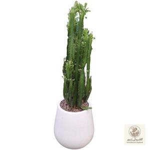 افوربیا تریگونا قرمز با کیفیت عالی ارتفاع حدودا 30-40 سانت ( سایز گلدان 14)