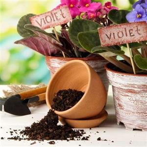 خاک بنفشه آفریقایی (2 لیتری )