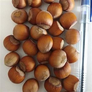 فندق با پوست منطقه آذربایجان یک کیلویی