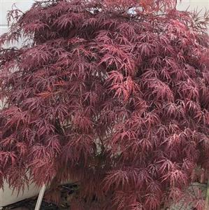 نهال افرا مجنون قرمز ژاپنی