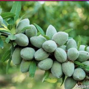 چاغاله زرد آلو  سفارشی.چاقاله.چغاله (با توجه به شرایط و سفارش خاص شما)