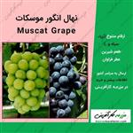 نهال انگور موسکات Muscat