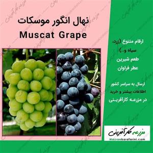 نهال انگور موسکات Muscat