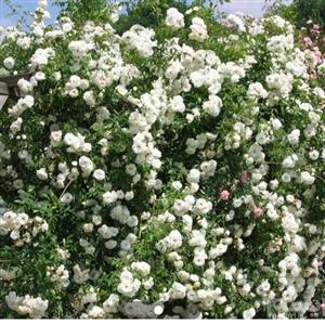 نهال رز رونده سفید