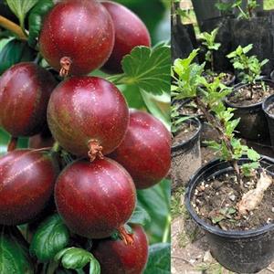 نهال انگور فرنگی قرمز