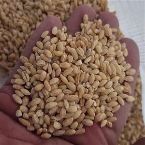 جو پوست کنده ایرانی درجه یک 1000گرمی