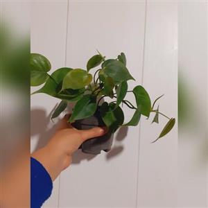 گل پتوس سبز (  اسکاندیس سبز ) مابقی هزینه پس کرایه تیپاکس