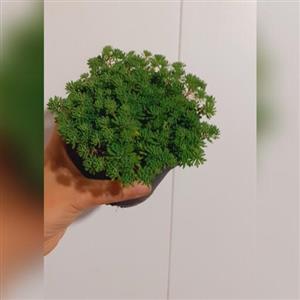 گل کاکتوس چمنی با کیفیت (نصف هزینه ارسال پس کرایه تیپاکس )