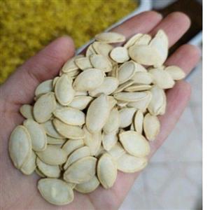 تخمه کدو سفید گوشتی