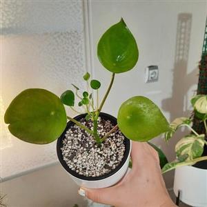 گل پپرومیا قطره باران  .قابل تکثیر و قلمه گیری