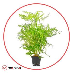 گیاه آکواریومی هایگروفیلا دیفورمیس (افرا)