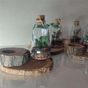 تراریوم بوتیا - مخروطی کوچک طرح وارمری - گیفت