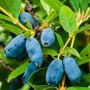 نهال هانی بری ولیکانا