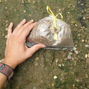 خاک مخصوص کاکتوس ،ساکولنت ،سانسوریا (یک لیتر)(با حداقل 250 تومن  از غرفمون ب نفع هردومون میشه)(هزینه پسکرایه)