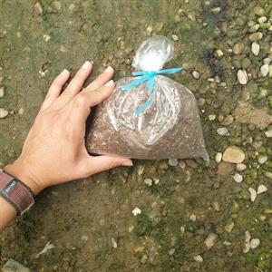 خاک مخصوص گل های آپارتمانی (یک لیتری)(هزینه پسکرایه)