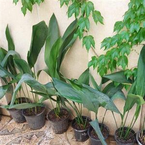 گیاه اپارتمانی عبائی سبز(aspidistra elatior plant)