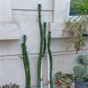 کاکتوس میله ای بلند اپونتیا سیلندریکا سایز بزرگ(opuntia cylindrica)