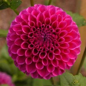 پیاز گل کوکب غده گل یک عددی هلندی درشت F1 ارسال رنگ سرخابی.