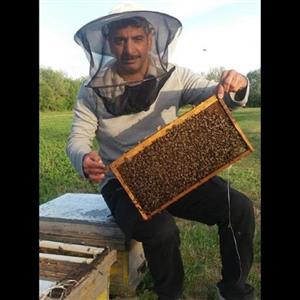 ژل رویال روستایی محصول بروجرد لرستان (10 گرم)