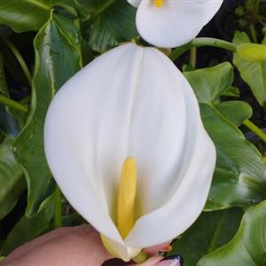 پیاز گل شیپوری بسته 10 عددی