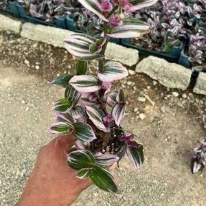 برگ بیدی نانوک سطل سایز 1