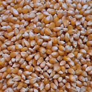 ذرت پاپ کورن آفریقایی 250 گرمی درجه1