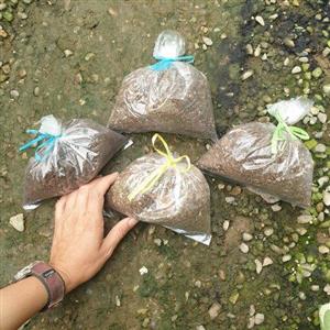 پک خاک آپارتمانی و کاکتوس و زاموفیلیا (با حداقل 250 تومن  از غرفمون ارسالمون ب نفع هردومون میشه)(هزینه پسکرایه)