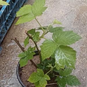 نهال استوایی  4 اصله (  فندق ماکادمیا . تمشک فرانسوی. گلابی کاکتوس.  آواکادو )