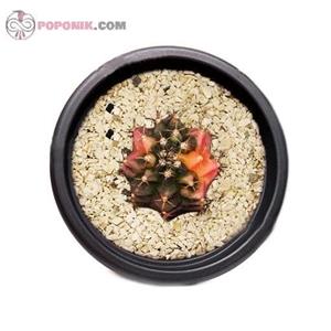 کاکتوس ژمینو میهانوویچی