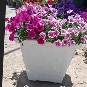 گلدان بزرگ گلهای رنگی