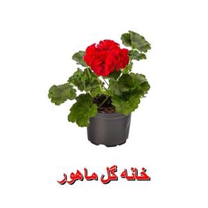 شمعدانی سطل سایز 3 