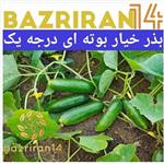 بذر خیار بوته ای درجه یک باغی