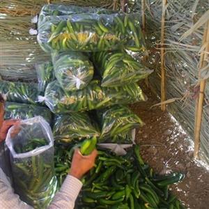 نایلون خیاری( سایز 50 در 100)