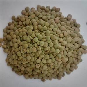 عدس امسالی روس