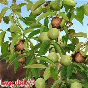 نهال گردو ریجیا