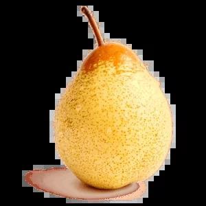 نهال گلابی ناشی