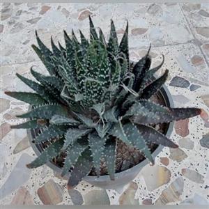 آلوئه آریستاتا گلدان 10(پس کرایه)