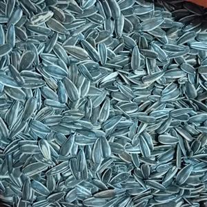 تخمه دورسفید خام  درجه یک 500گرمی مدل قوچی مخصوص طوطی سانان دست چین خوی