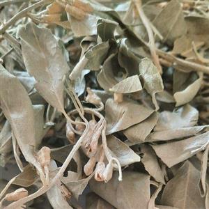 برگ سنجد طبیعی و تازه و بهداشتی