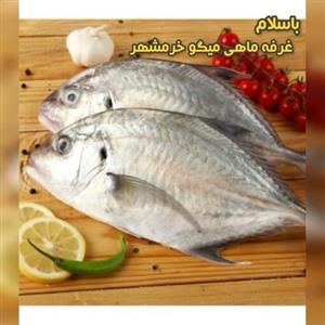 ماهی گیش مقوا تازه صید روز (پک یک کیلویی)بسیار لذیذ  مناسب برای سرخ کردن