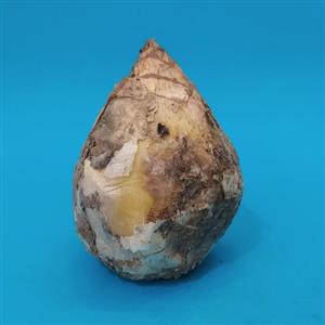 پیاز عنصل  بسته یک عددی