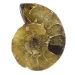 فسیل آمونیت طبیعی کلکسیونی (شاخ قوچی) منحصر به فرد با رگه های زیبا درشت رنگ خاص دکوری- سنگ درمانی