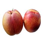 نهال شلیل مغان Moghan Nectarine Nectarine (Magi) Sapling