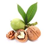 نهال گردو ژنوتیپ کانادایی Canadian Genotype Walnut Sapling